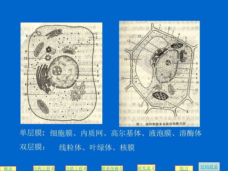 生物膜系统专题复习.ppt_第2页