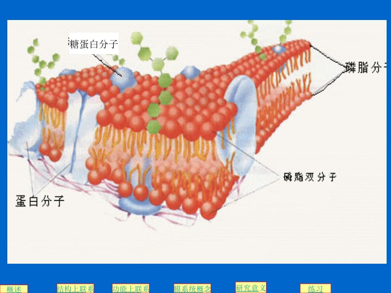 生物膜系统专题复习.ppt_第3页