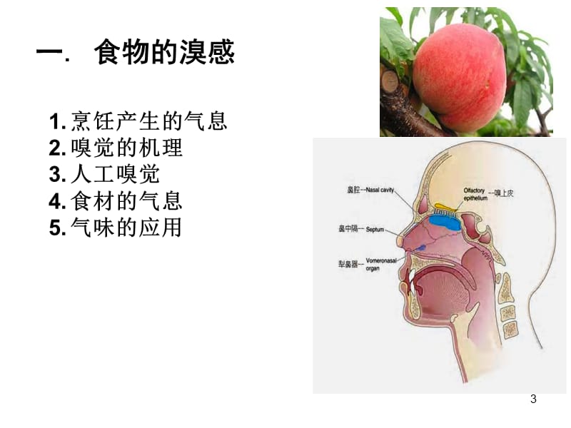 生命的奥秘5 舌尖上的健康.ppt_第3页