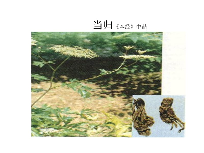 中药学课件第二十四章 第3节 补血药.ppt_第3页