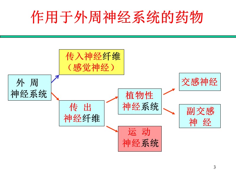 作用于外周神经系统的药物.ppt_第3页