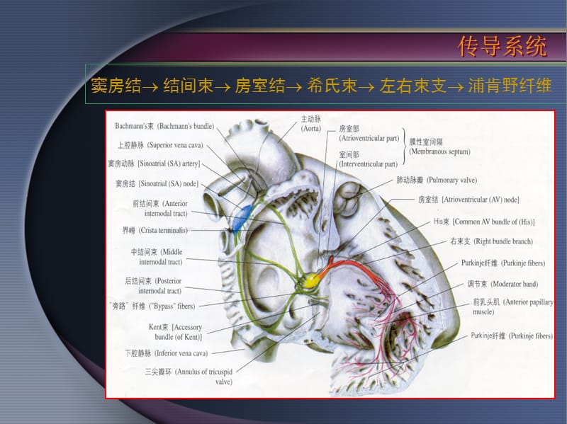 心律失常 中山大学何建桂.ppt_第3页