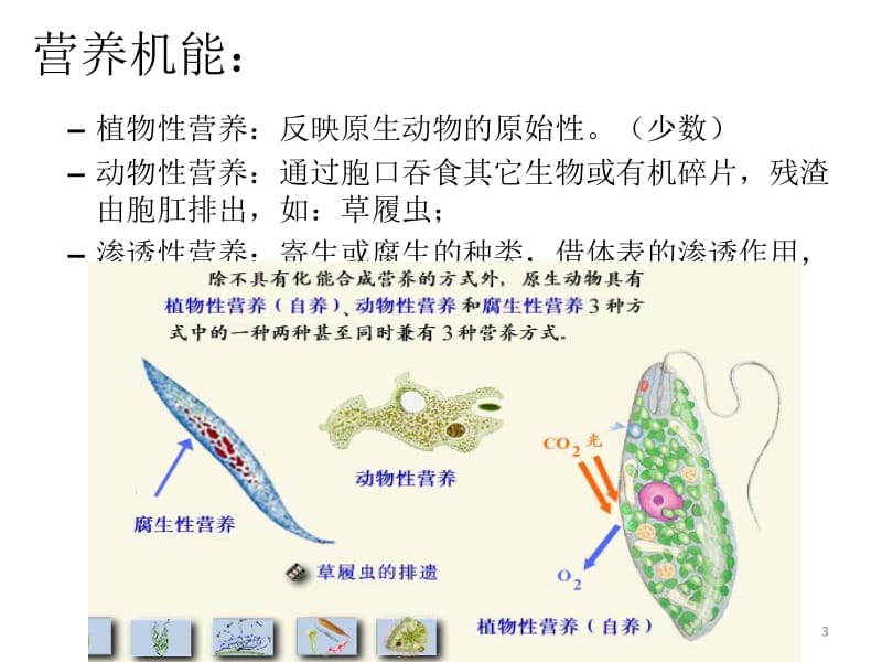 原生动物门.ppt_第3页