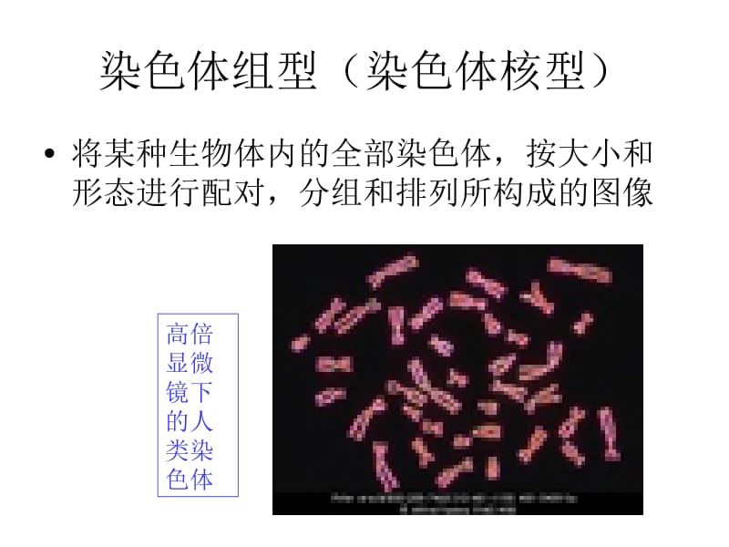 生物：2.3《性染色体与伴性遗传》课件(浙科版必修2).ppt_第3页