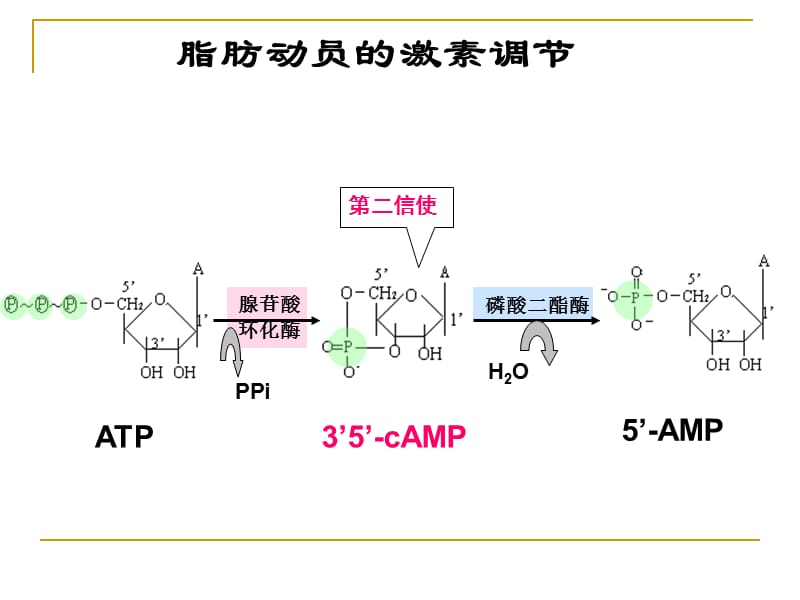 生物化学复习.ppt_第3页