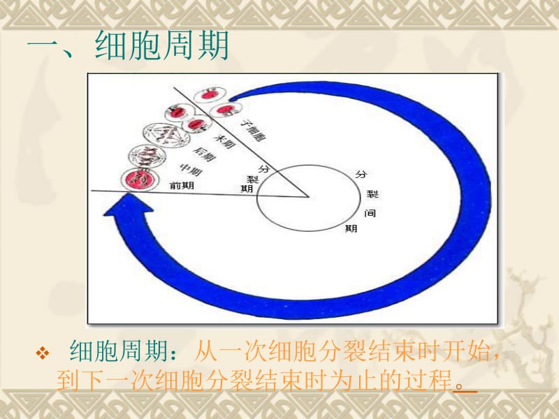 生物：5.1《细胞增殖》课件1(苏教版必修1).ppt_第3页