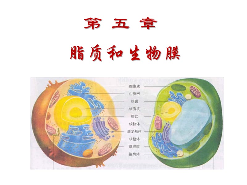 生物化学第五章.ppt_第1页