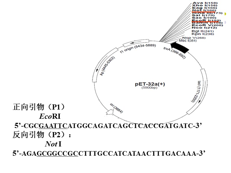 实验八 PCR产品纯化及定向克隆-09级.ppt_第3页
