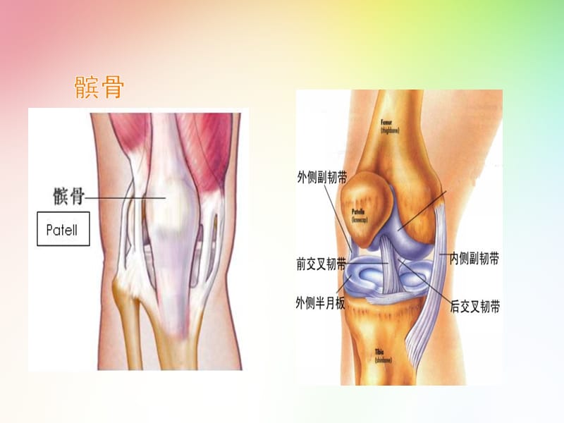 医学影像-复发性髌骨脱位.ppt_第2页