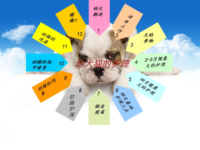 幼犬,猫护理 蒋冠南.ppt_第2页