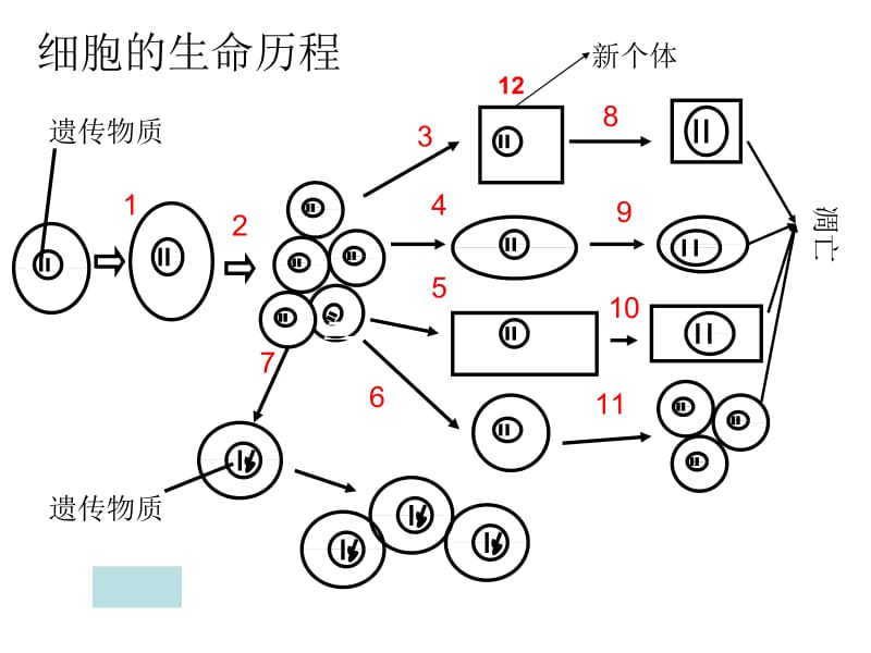 生物：第6章《细胞的生命历程》复习课件(新人教版必修1).ppt_第1页