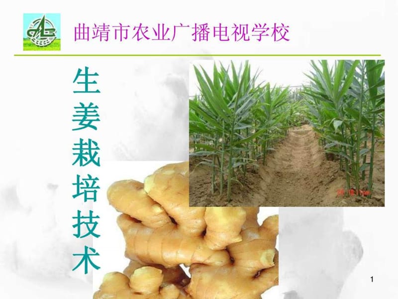 生姜栽培技术.ppt.ppt_第1页