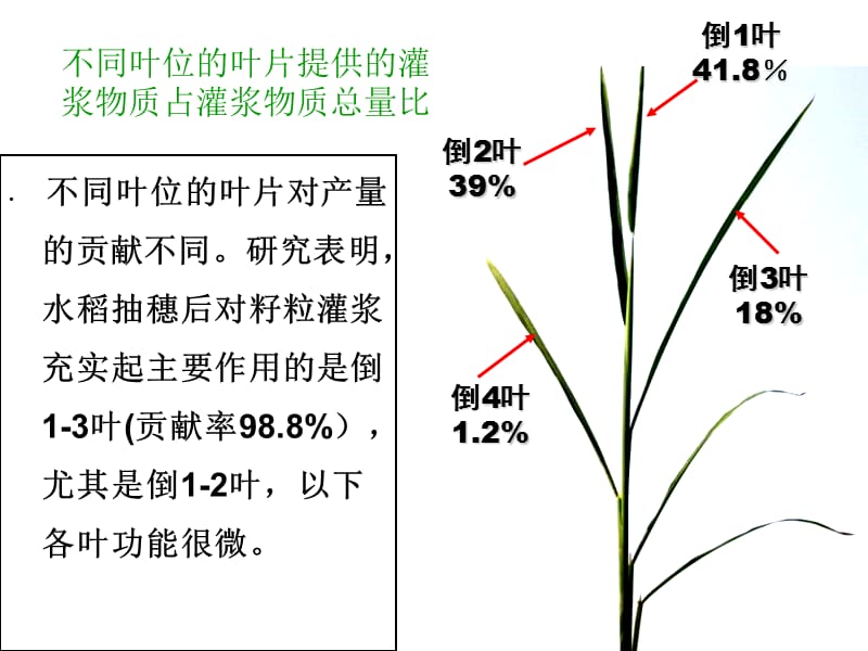 水稻病害(赢利).ppt_第3页