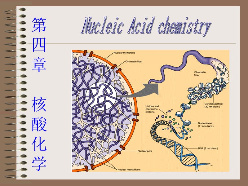 生物化学(合工大)第四章核酸化学.ppt_第1页