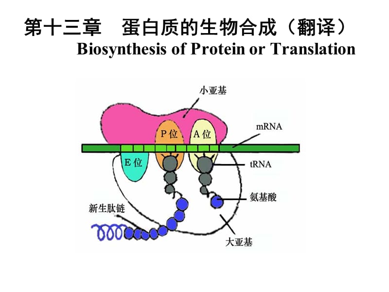 生物化学 蛋白质的生物合成.ppt_第1页