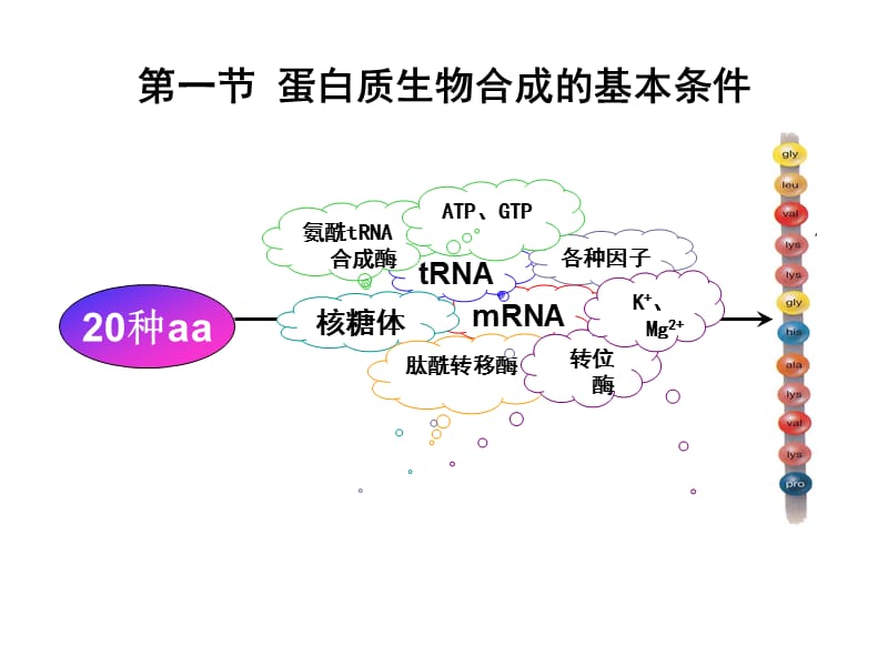 生物化学 蛋白质的生物合成.ppt_第3页