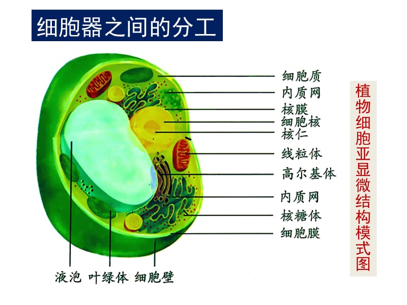 生物学①必修3.2《细胞器——系统内的分工合作》PPT课件.ppt_第3页