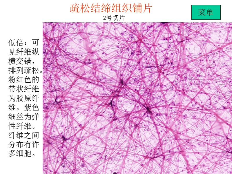 实验二 结缔组织、软骨和骨.ppt_第3页