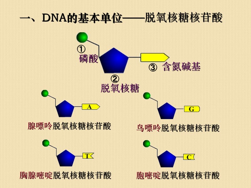 生物：4.2《dna分子结构与复制第一课时》课件(苏教版必修2).ppt_第3页