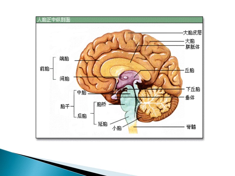 中枢系统CT MR图示.ppt_第2页