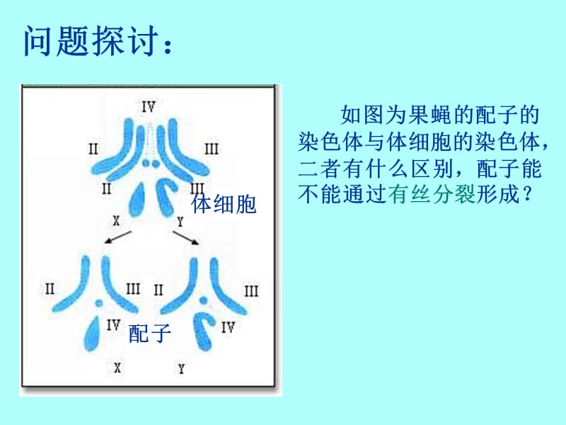 生物②必修2.1《减数分裂和受精作用》PPT课件.ppt_第2页