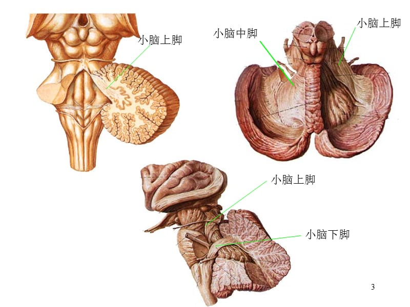 小脑、间脑1.ppt_第3页