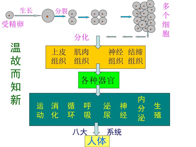 植物体的结构层次.ppt_第2页