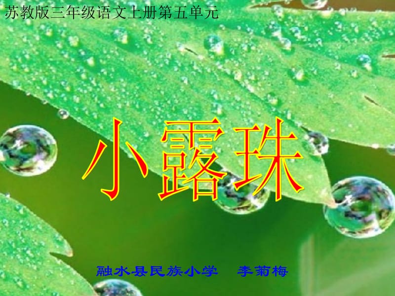 李菊梅教学课件《小露珠》.ppt_第1页