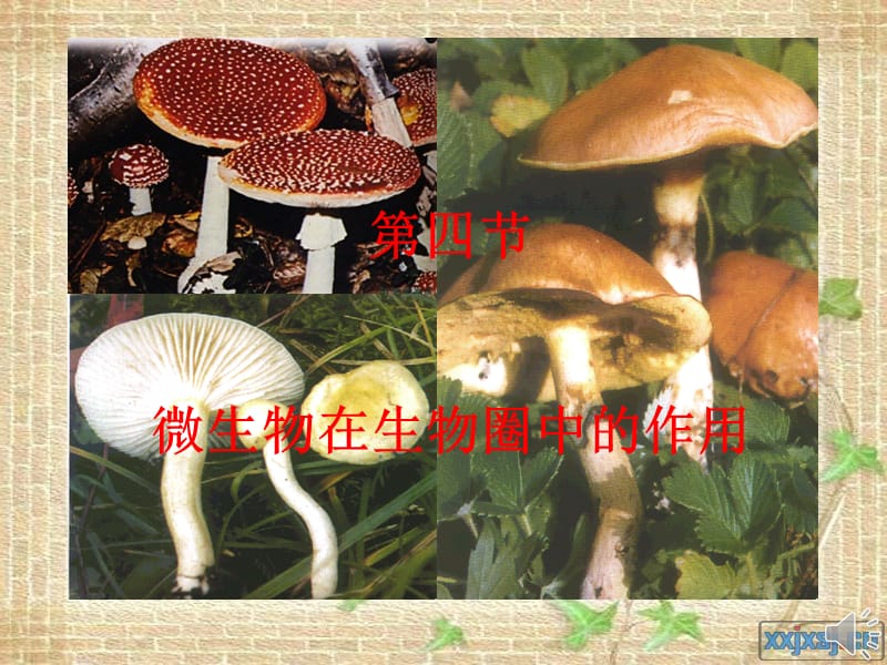 微生物在生物圈中的应用生物圈.ppt_第1页