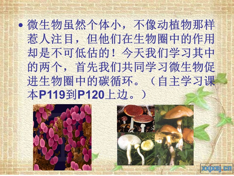 微生物在生物圈中的应用生物圈.ppt_第3页