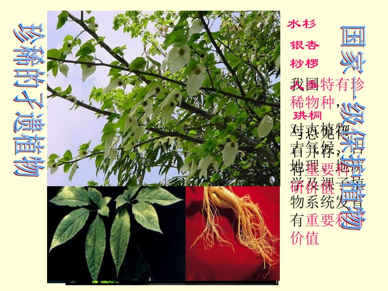 我国珍稀植物.ppt_第2页