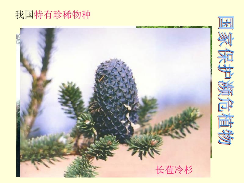 我国珍稀植物.ppt_第3页