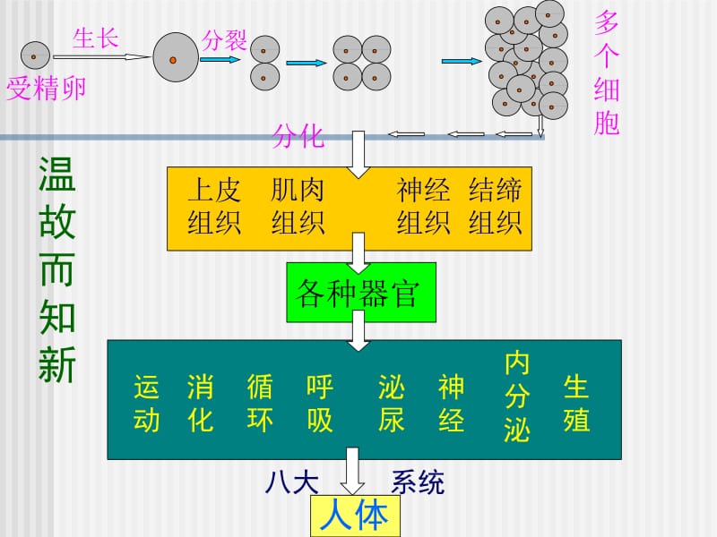 植物体的结构层次ppt(上课).ppt_第2页