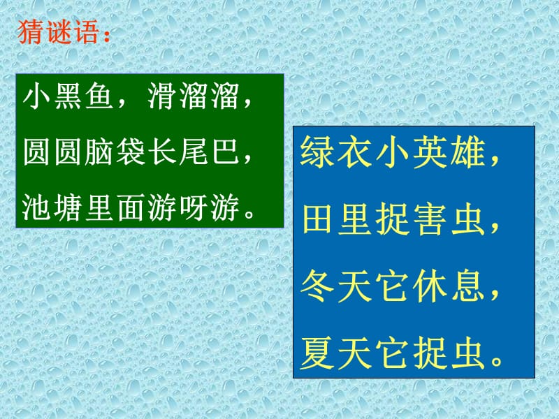 小蝌蚪找妈妈0.ppt_第2页