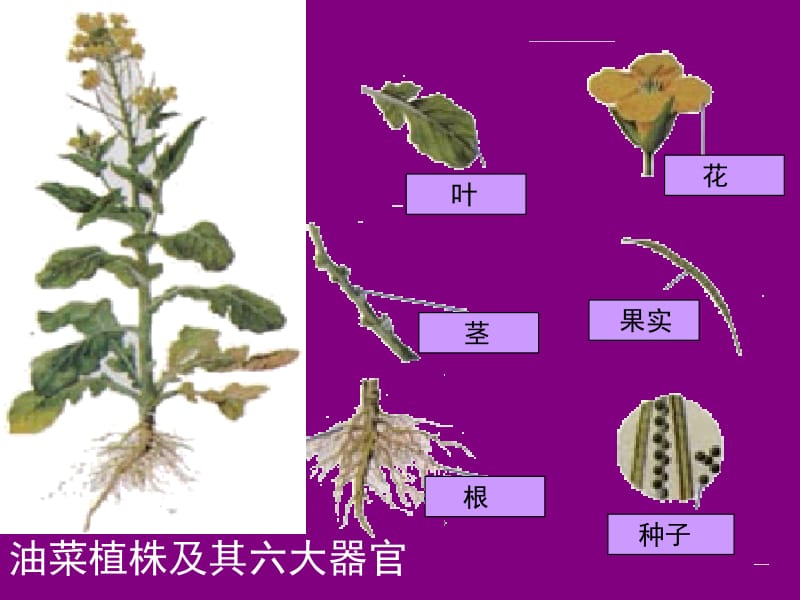 植物体的结构层次课件.ppt_第2页