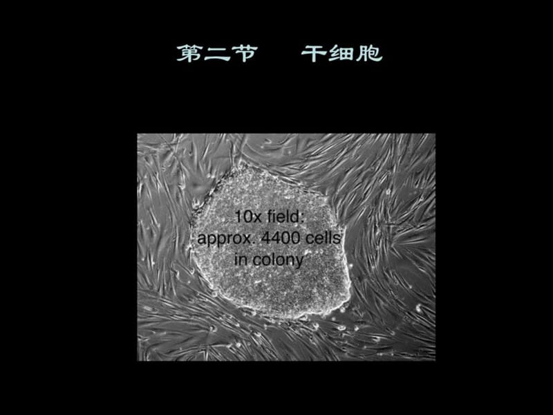 细胞生物学.ppt_第2页