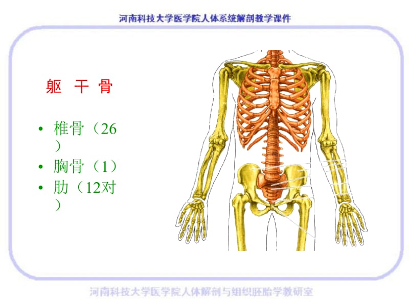 躯干骨.ppt_第2页