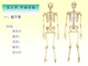 躯干骨.ppt