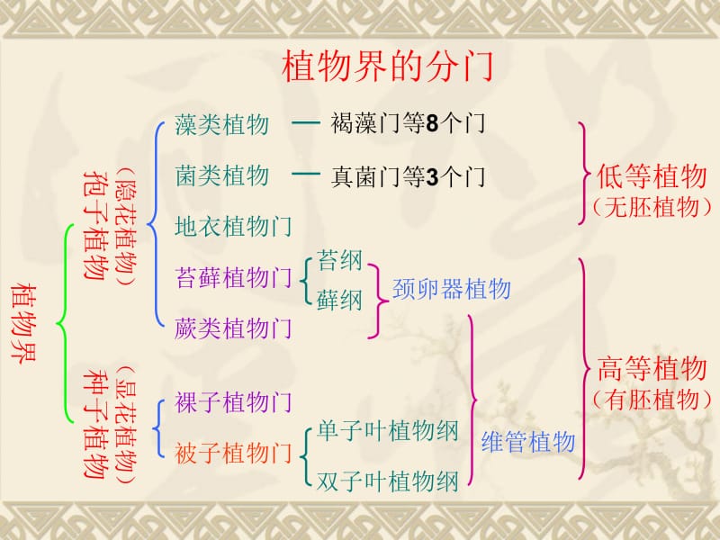 菌类植物药物植物学 ppt课件.ppt_第1页