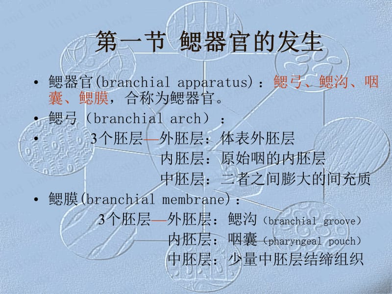 最全组织和胚胎学18.ppt_第2页