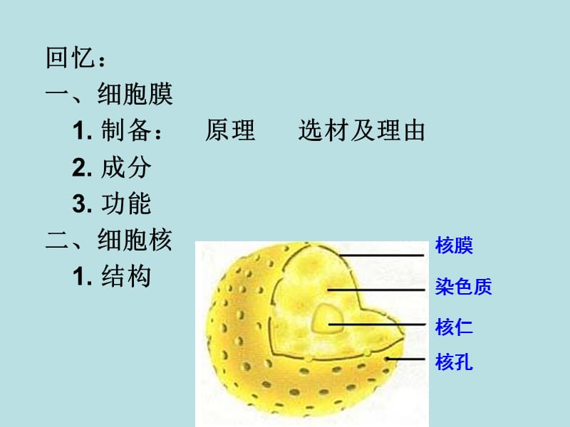 细胞的构造.ppt_第2页