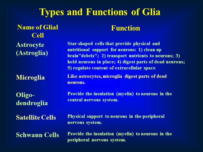 神经元和神经胶质细胞-胶质细胞.ppt_第2页