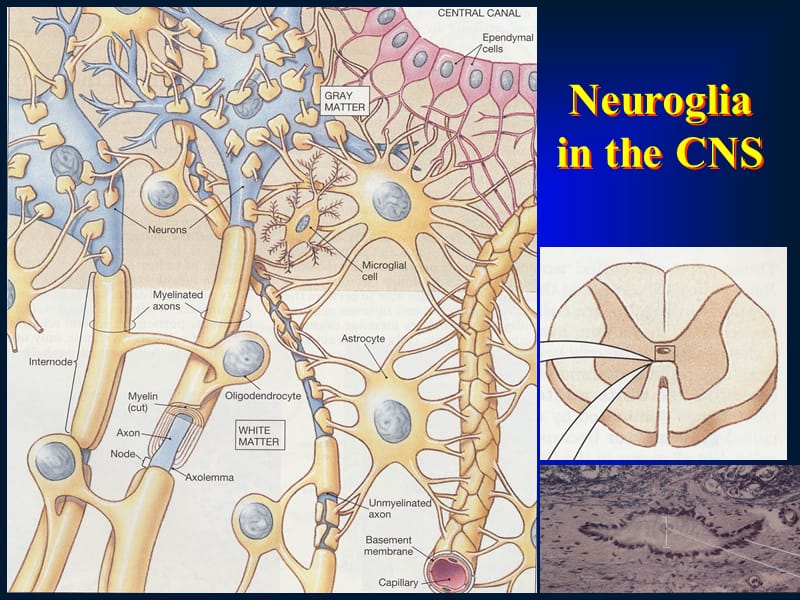 神经元和神经胶质细胞-胶质细胞.ppt_第3页