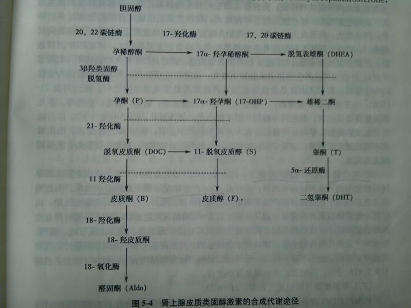 新生儿疾病筛查皮质肾上腺.ppt_第3页