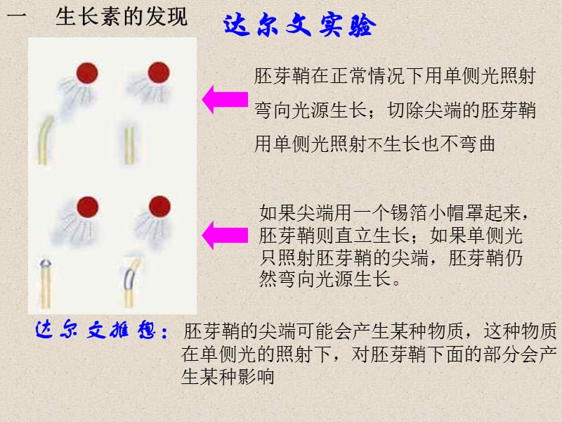 植物激素调节--旧人教版.ppt_第3页