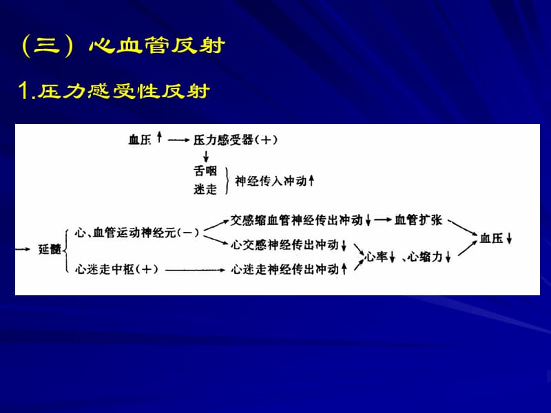 血管的神经支配.ppt_第3页