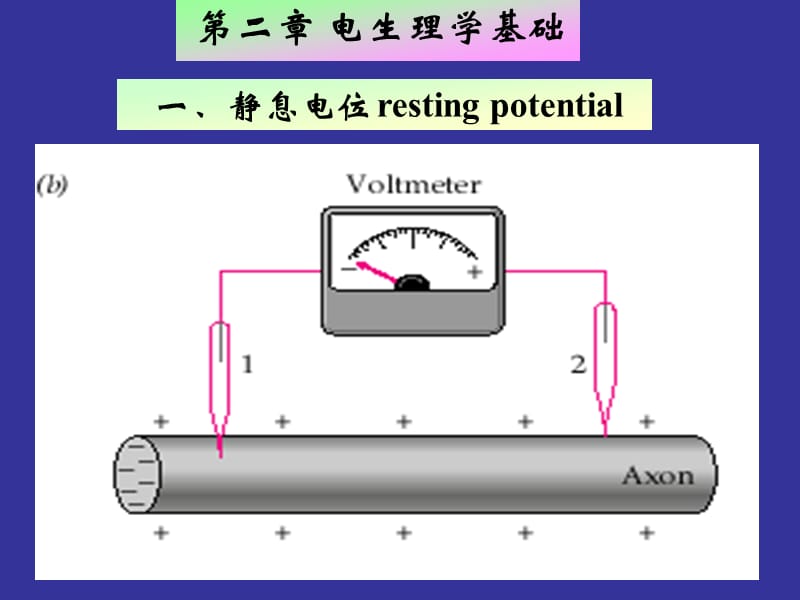 神经生物学 电生理学基础.ppt_第2页