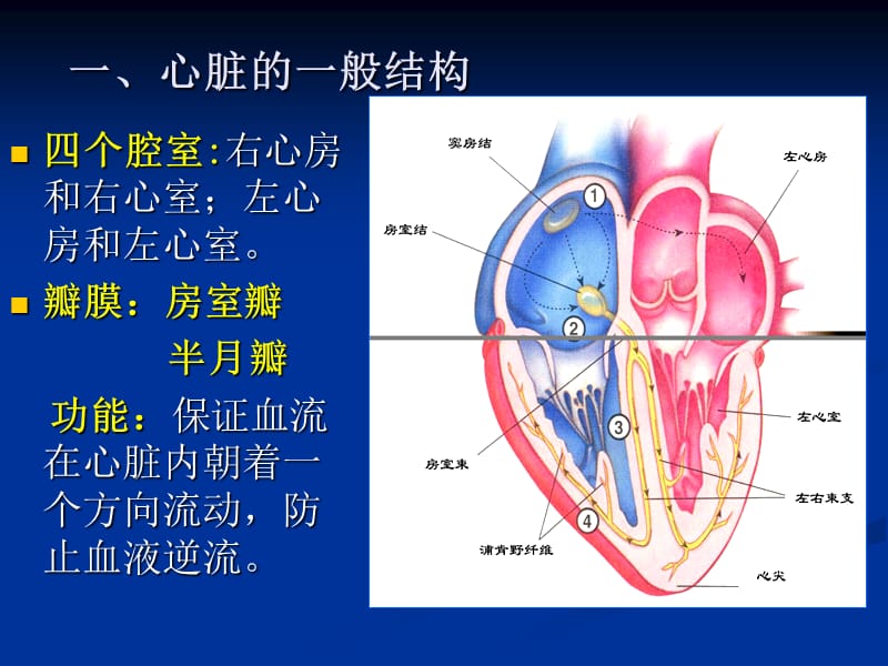 心电图的测试与分析.ppt_第3页