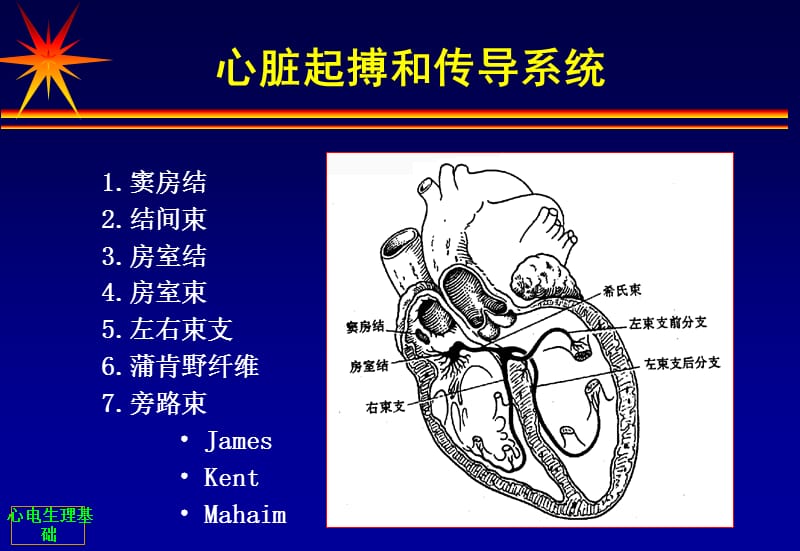 心脏电生理基础.ppt_第2页