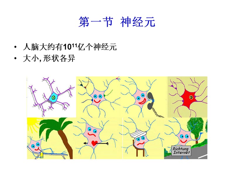 神经元和神经胶质细胞2.ppt_第2页